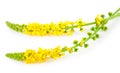 Medicinal plant:Agrimonia eupatoria. Common agrimony Royalty Free Stock Photo