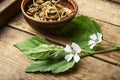 Medicinal plant althaea Royalty Free Stock Photo