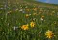 Green mountain meadow with colored mountain flowers as a background or texture. Royalty Free Stock Photo