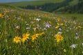 Green mountain meadow with colored mountain flowers as a background or texture. Royalty Free Stock Photo