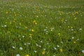 Green mountain meadow with colored mountain flowers as a background or texture. Royalty Free Stock Photo