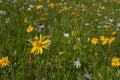 Green mountain meadow with colored mountain flowers as a background or texture. Royalty Free Stock Photo