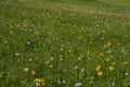 Green mountain meadow with colored mountain flowers as a background or texture. Royalty Free Stock Photo