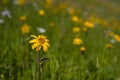 Green mountain meadow with colored mountain flowers as a background or texture. Royalty Free Stock Photo