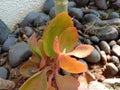 Medicinal plant Bryophyllum pinnatum background