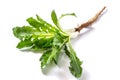 Medicinal plant burdock Arctium lappa on a white background Royalty Free Stock Photo