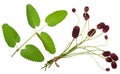 Medicinal plant: Burnet (Sanguisorba officinalis) Royalty Free Stock Photo