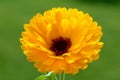 Medicinal plant Calendula officinalis Royalty Free Stock Photo