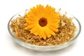 Medicinal plant Calendula officinalis Royalty Free Stock Photo