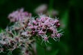 Medicinal plant calf meadow with beautiful flowers Royalty Free Stock Photo