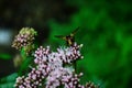 Medicinal plant calf meadow with beautiful flowers Royalty Free Stock Photo