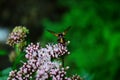 Medicinal plant calf meadow with beautiful flowers Royalty Free Stock Photo