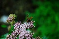 Medicinal plant calf meadow with beautiful flowers Royalty Free Stock Photo