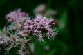 Medicinal plant calf meadow with beautiful flowers Royalty Free Stock Photo