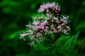 Medicinal plant calf meadow with beautiful flowers Royalty Free Stock Photo