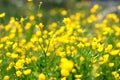 Medicinal plant celandine in the garden. Selective focus photo