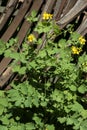 Medicinal plant of the celandine grows near the dilapidated wooden fence Royalty Free Stock Photo