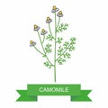 Medicinal plant chamomile officinalis. daisy chain on white background. medicinal herbs