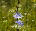 Medicinal plant chicory, Cichorium L