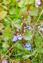 Medicinal plant. Closeup of Glechoma hederacea Royalty Free Stock Photo