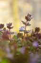 Medicinal plant. Closeup of Glechoma hederacea Royalty Free Stock Photo