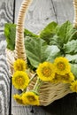 Medicinal plant coltsfoot Tussilago farfara