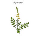 Medicinal plant - common agrimony agrimonia eupatoria