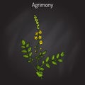 Medicinal plant - common agrimony agrimonia eupatoria