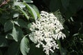 Medicinal plant with common names elder, elderberry, black elder, European elder, European elderberry and European black