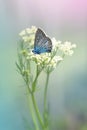 Medicinal plant cumin.An aromatic plant, spice, seasoning, used in cooking.Selective focus. Isolated on a blue backgr Royalty Free Stock Photo