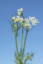 Medicinal plant cumin.An aromatic plant, spice, seasoning, used in cooking.Selective focus. Isolated on a blue backgr Royalty Free Stock Photo