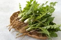 Medicinal plant dandelion Taraxacum officinale with roots