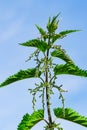 Medicinal plant dioecious nettle with green leaves, flowers and seeds. Twig close up Royalty Free Stock Photo