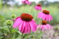 Medicinal plant echinacea flowers against the evening sun in the summer herbal garden. Royalty Free Stock Photo