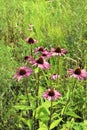 Medicinal plant Echinacea growing in the meadow Royalty Free Stock Photo
