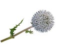 Medicinal plant: Echinops Royalty Free Stock Photo
