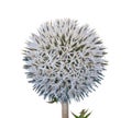 Medicinal plant: Echinops Royalty Free Stock Photo