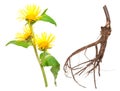 Medicinal plant. Elecampane (Inula helenium) Royalty Free Stock Photo