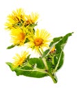 Medicinal plant. Elecampane (Inula helenium) Royalty Free Stock Photo