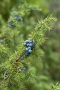 Medicinal plant - Juniperus communis Royalty Free Stock Photo