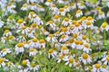 Medicinal plant feverfew with many flowers in a bed