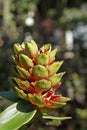 Medicinal plant flower, Costus arabicus Royalty Free Stock Photo