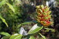 Medicinal plant flower, Costus arabicus Royalty Free Stock Photo