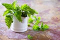 Medicinal plant fresh leaves of nettles, selective focus. Fresh nettle leaf Royalty Free Stock Photo