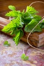 Medicinal plant fresh leaves of nettles, selective focus. Fresh nettle leaf Royalty Free Stock Photo