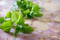 Medicinal plant fresh leaves of nettles, selective focus. Fresh nettle leaf Royalty Free Stock Photo