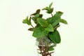 Medicinal plant Royalty Free Stock Photo