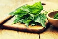 Medicinal plant-fresh stinging nettle Royalty Free Stock Photo