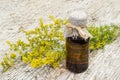 Medicinal plant Galium verum (lady's bedstraw, yellow bedstraw)