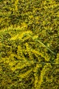 Medicinal plant Goldenrod as a background